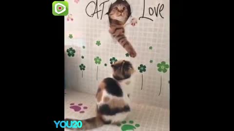 funny cat clips A wonderful