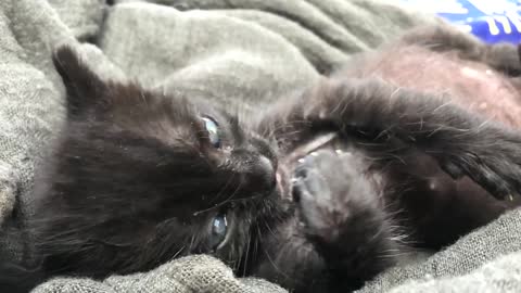 Kitten Licking its own Paw