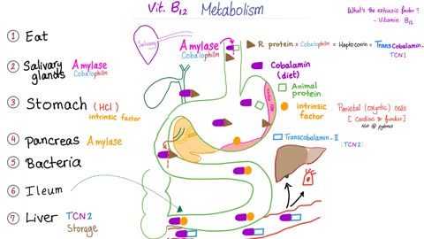 Antiparietal Cell Antibodies (APCAs) | Pernicious Anemia | Vitamin B12 deficiency Anemia.