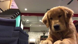 Disciplined dog perfects the "wait" trick for the camera