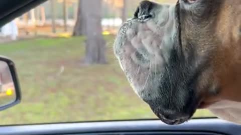 Boxer Bonuces Beside car||viral hog