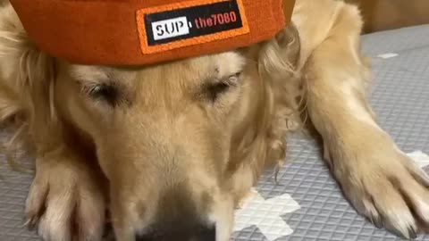 A golden retriever wore a hat