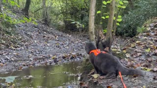 Meet Pōhaku, the cat who loves to go on hikes and bike rides