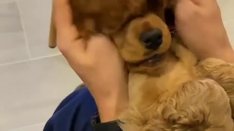 Cocker Spaniel - Playing Peek a Boo❤