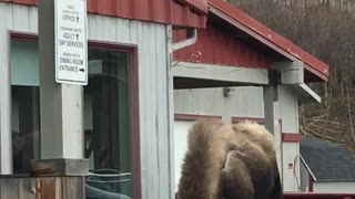 Moose Visits Senior Center