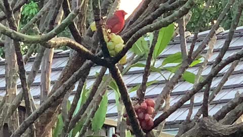 More Saturday Morning Birds in the Back Yard