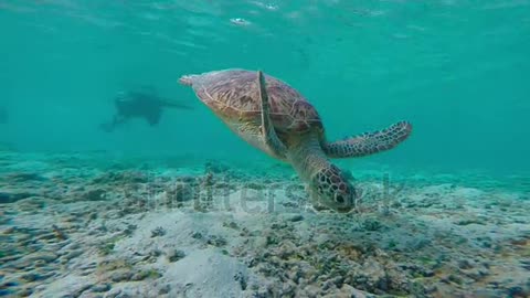 green-sea turtle-