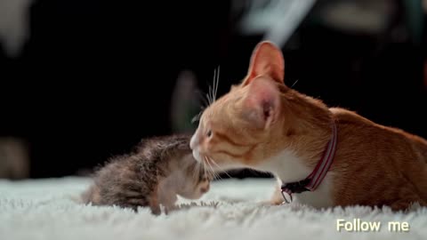 Lovely cat kitten pet💓💖😍 new Bron cat cute baby