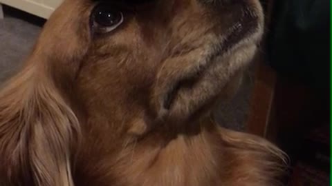 Dog Balances Blocks on his nose