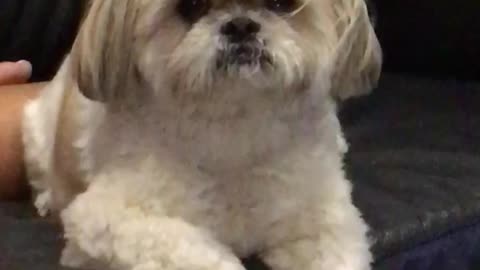 White dog sitting wind blowing in hair