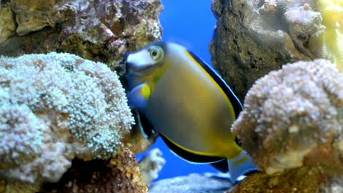 Funny Beautiful Fish