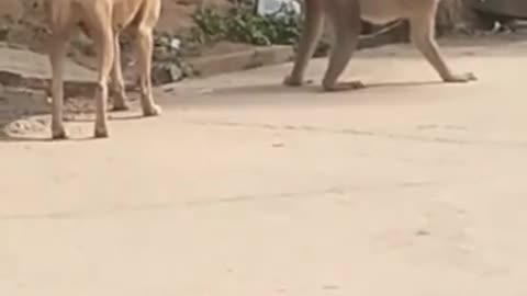 Funny viral dog and monkey