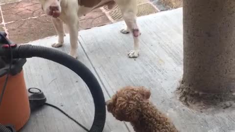 White dog get scared of brown small dog when it barks