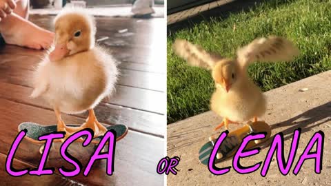 LISA OR LENA??💖🥰|#14 ( CUTE ANIMALS 😍😚)