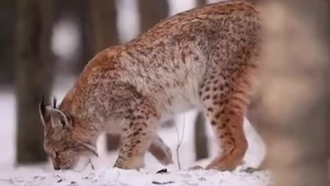 wild cat digging something.mp4