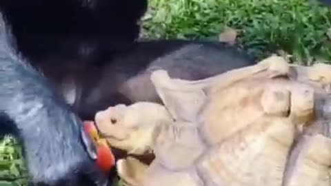 Two chim feeding a tortoise with apple