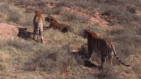 two tiger fight