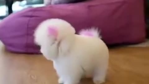 Snowflake White Cute Puppy #shorts #viral #shortsvideo #video