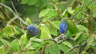 A couple of parrots on tree branches