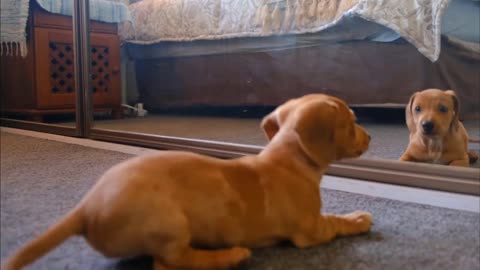 Cute Adorable Puppy Sees Self In Mirror For The First Time!! | Cute Animals