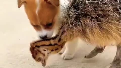 cute and funny dogs video #shorts #funnydogsofinstagram #funnymemes #funnyanimals #doglove #dogphotography #instagram #funnycat #puppies #adoptdontshop #of #rescuedog #fluffydog #dogsbeingbasic #funnyvideo #funnypuppy #cutepuppy #dogsdoingthings #goldenre