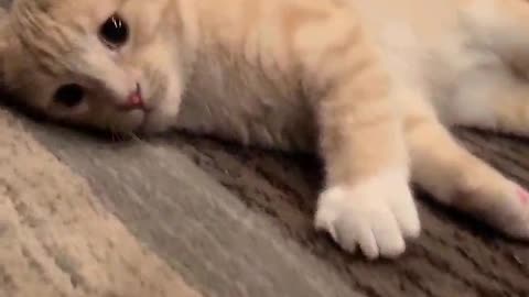 Cute ginger kitten playing