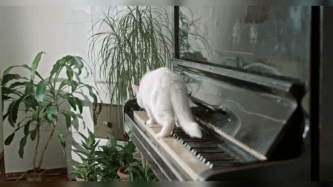 funniest cat 😺 cat playing piano 🎹🎹