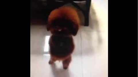 The Poochie Prance! Adorable Dog dancing