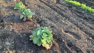 Planting Onions on February 3, 2021