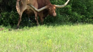 Itchy Texas Longhorn