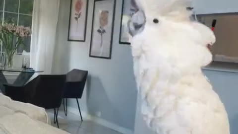 Funny bird dancing to the music
