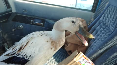 When a duck drives a truck