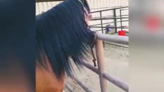 Mustang Splashes Owner With Water And Smiles About It