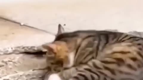 Cat vs hug