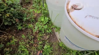 Hoop House Pt. 4 - Pests, Pruning, and Fertilizing