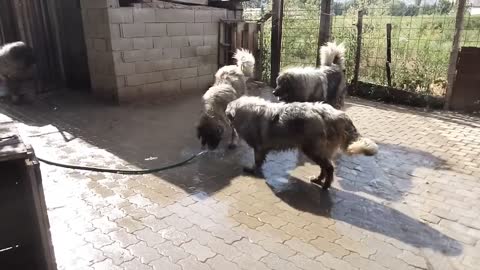 Dog Play with Water