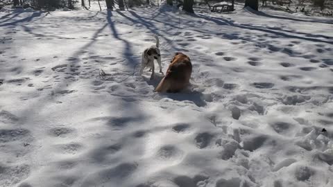 Pups playing in snow
