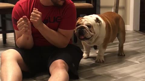 English Bulldog Fights With His Dad For Title Of “Boss Of The House”