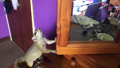 Squirrel bewildered by her mirror reflection