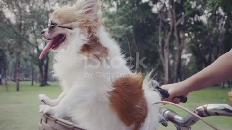 4k slo mo, Chihuahua ,dogs with sunglasses on bicycle basket stock video