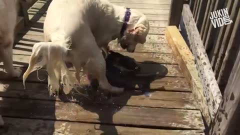 The dog saved her fish from drowning ^^