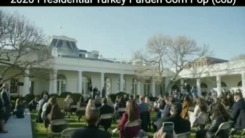 2020 White House Thanksgiving Turkey Pardons Corn Pop (cob)