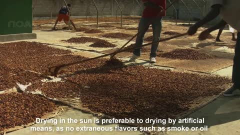 Learn Cocoa Fruit Harvesting