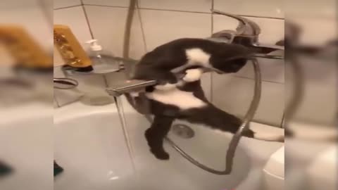 Watch the cat drink, but what happened in the end