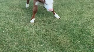 Happy Cow Bounces around in Backyard