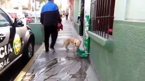Napušteni psi su hodali ulicama gladni sve dok policija nije dobila divnu ideju