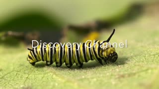 Caterpillar walking