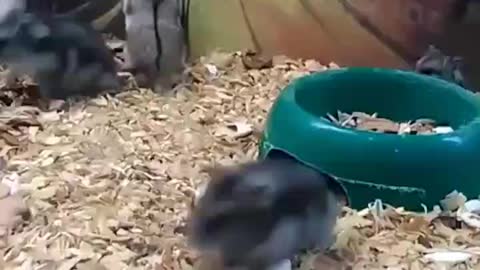 nimble hamsters