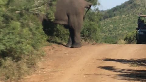 Invading an elephant's privacy
