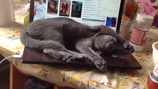 Cat sleeps on its back on a laptop